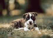 雷火电竞网址-18分奇迹夜！约基奇慢火炖煮逆转费城，MVP对话暗藏时代隐喻