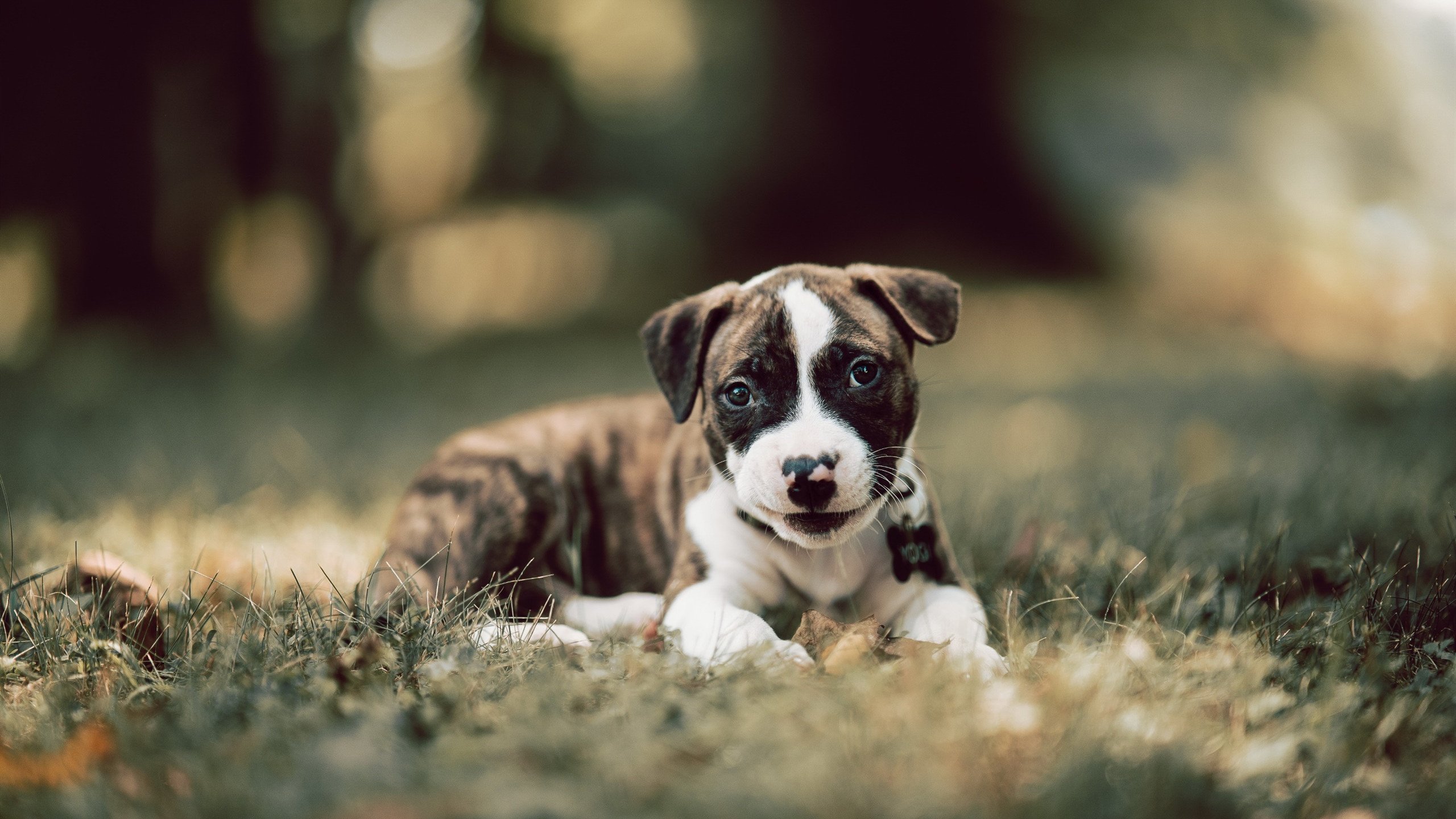 18分奇迹夜!约基奇慢火炖煮逆转费城,MVP对话暗藏时代隐喻