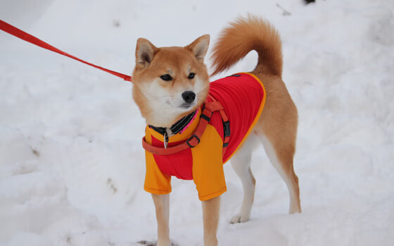 绿茵场上的巨人脚步,当西亚卡姆在欧冠半决赛之夜提前签下结局