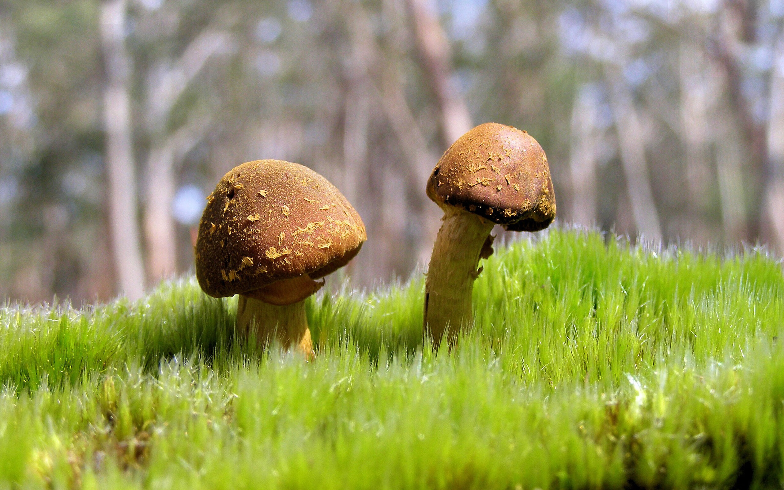 当范弗利特化身战术沙盘,深圳队在第二节谜雾中迷失