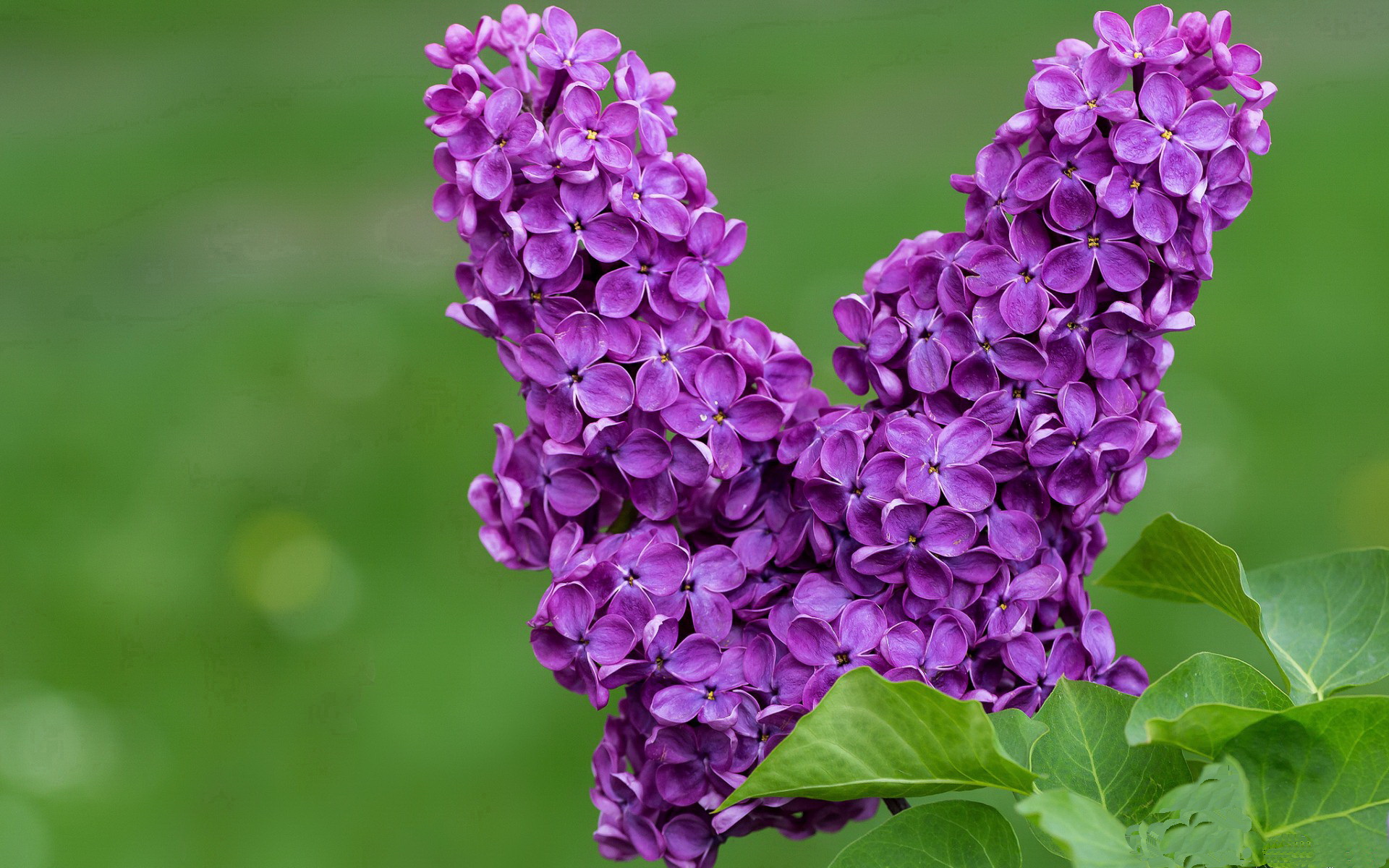 当范弗利特化身战术沙盘,深圳队在第二节谜雾中迷失