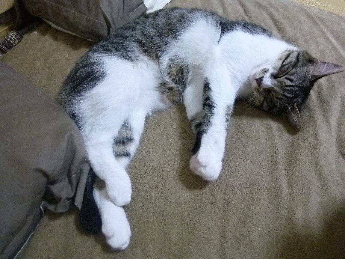 多维绞杀与单点破局,猛龙战术体系如何压制快船,布伦森又为何成为关键先生