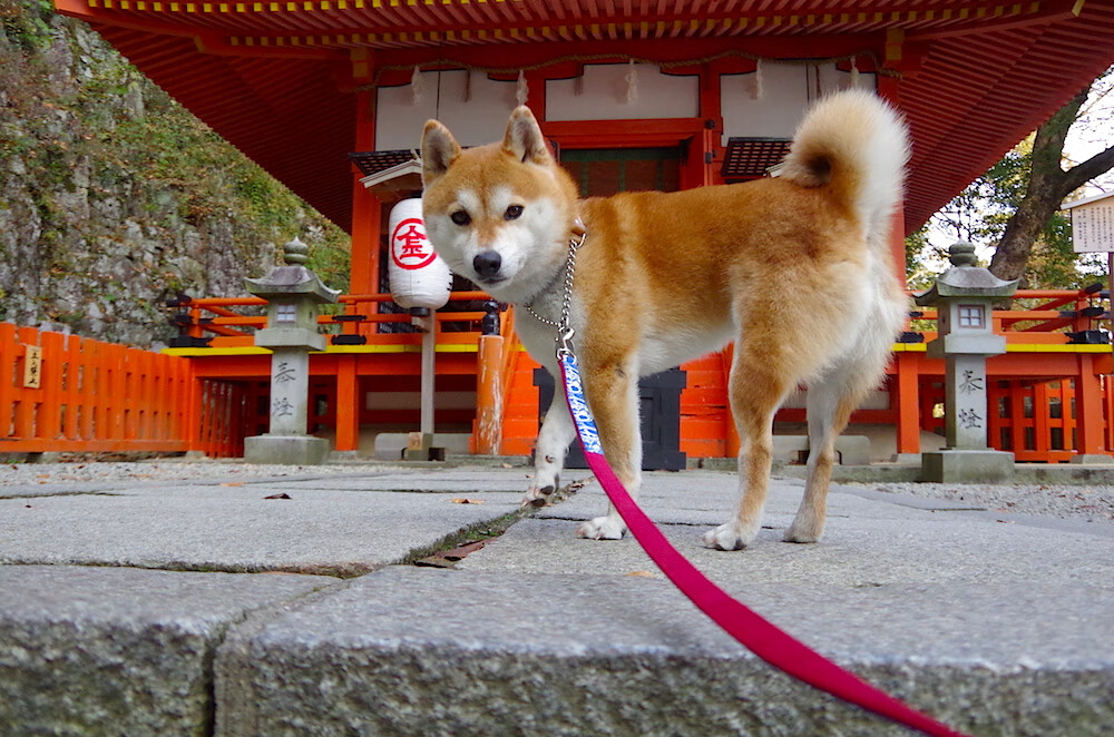 鹰唳撕裂群狼嚎，东契奇，一场关于世界之巅的棋局与手术